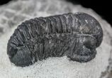 Bargain, Gerastos Trilobite Fossil - Morocco #57612-1